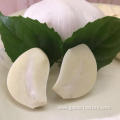 Fresh pure white garlic 4.5 cm